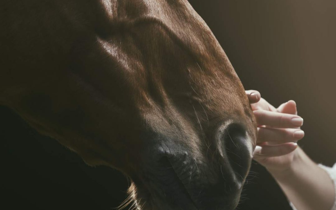 Le marketing d&rsquo;influence, un levier incontournable pour les entreprises équestres