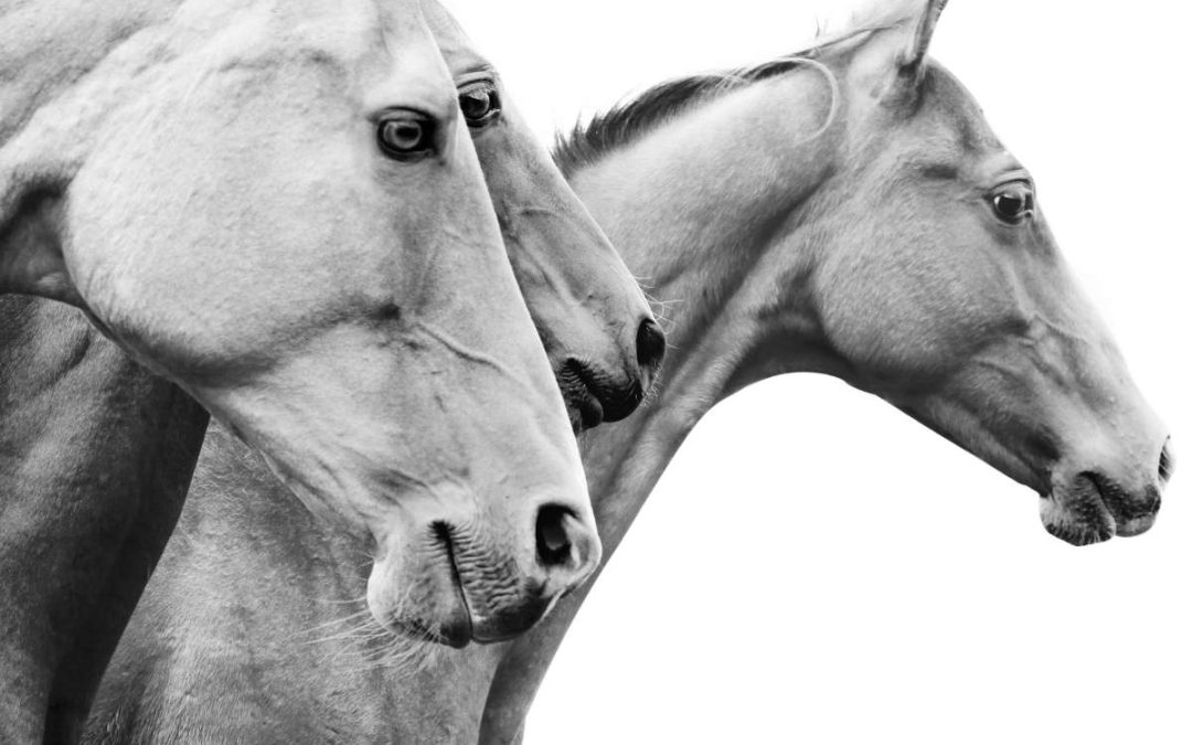 Comment créer des campagnes équestres de marketing digital efficaces