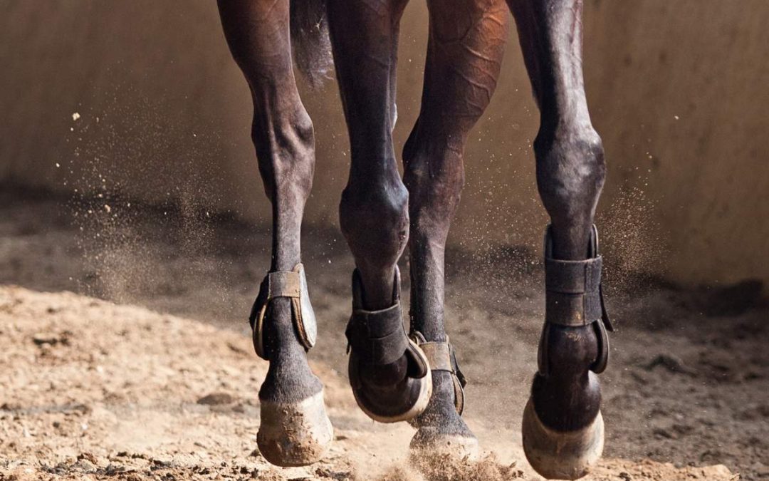 Tendances du marketing équestre : ce qu&rsquo;il faut savoir pour 2023