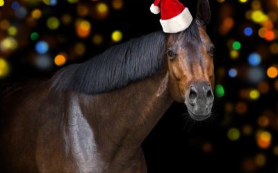 5 idées de communication pour un cavalier pour Noël 🎅🏼