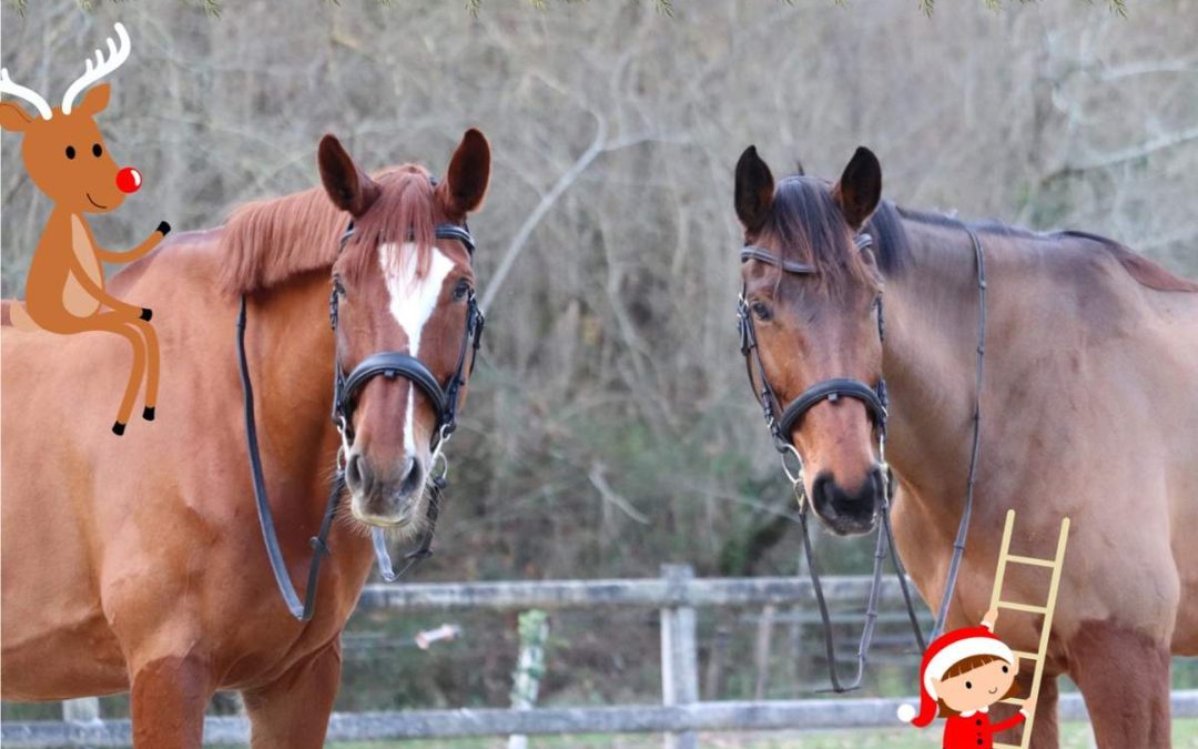 5 idées de communication pour une écurie pour Noël 🎄