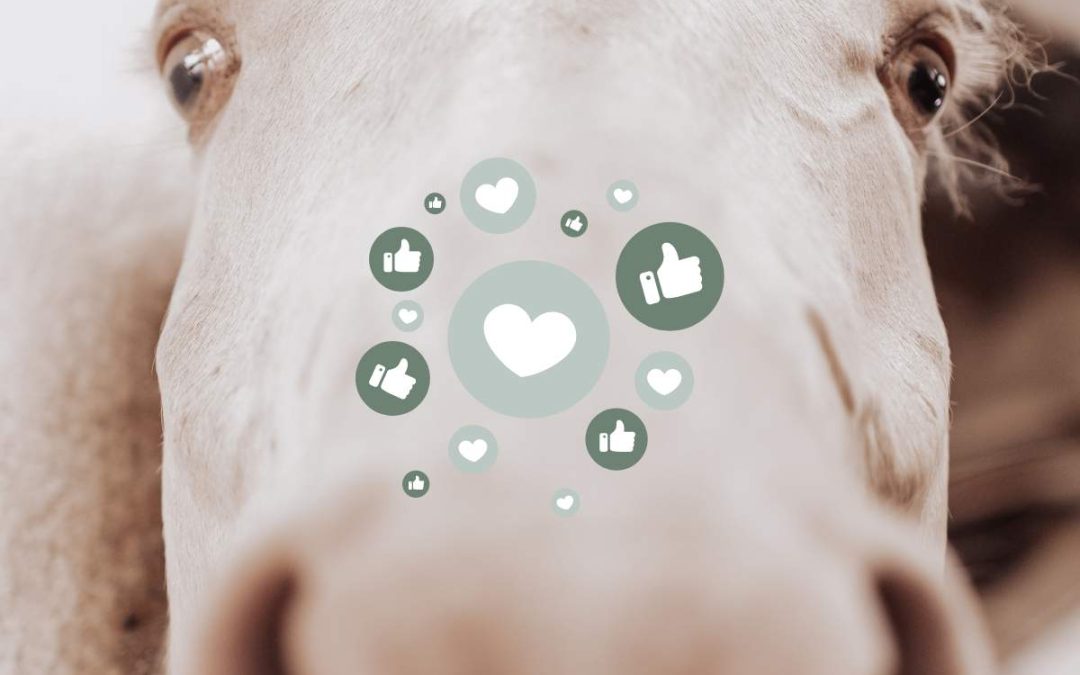 Facebook Ads pour les centres équestres : guide complet